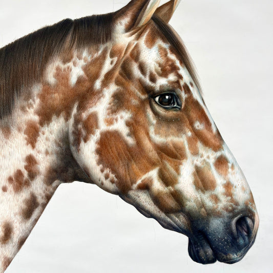 Appaloosa Love