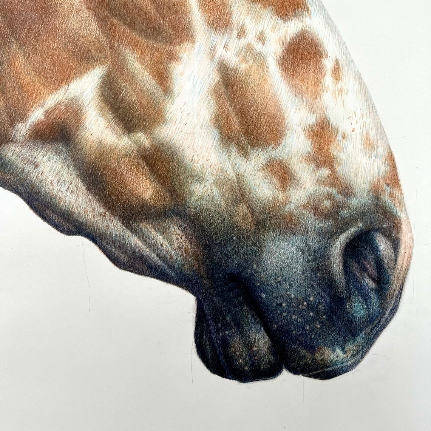 Appaloosa Love