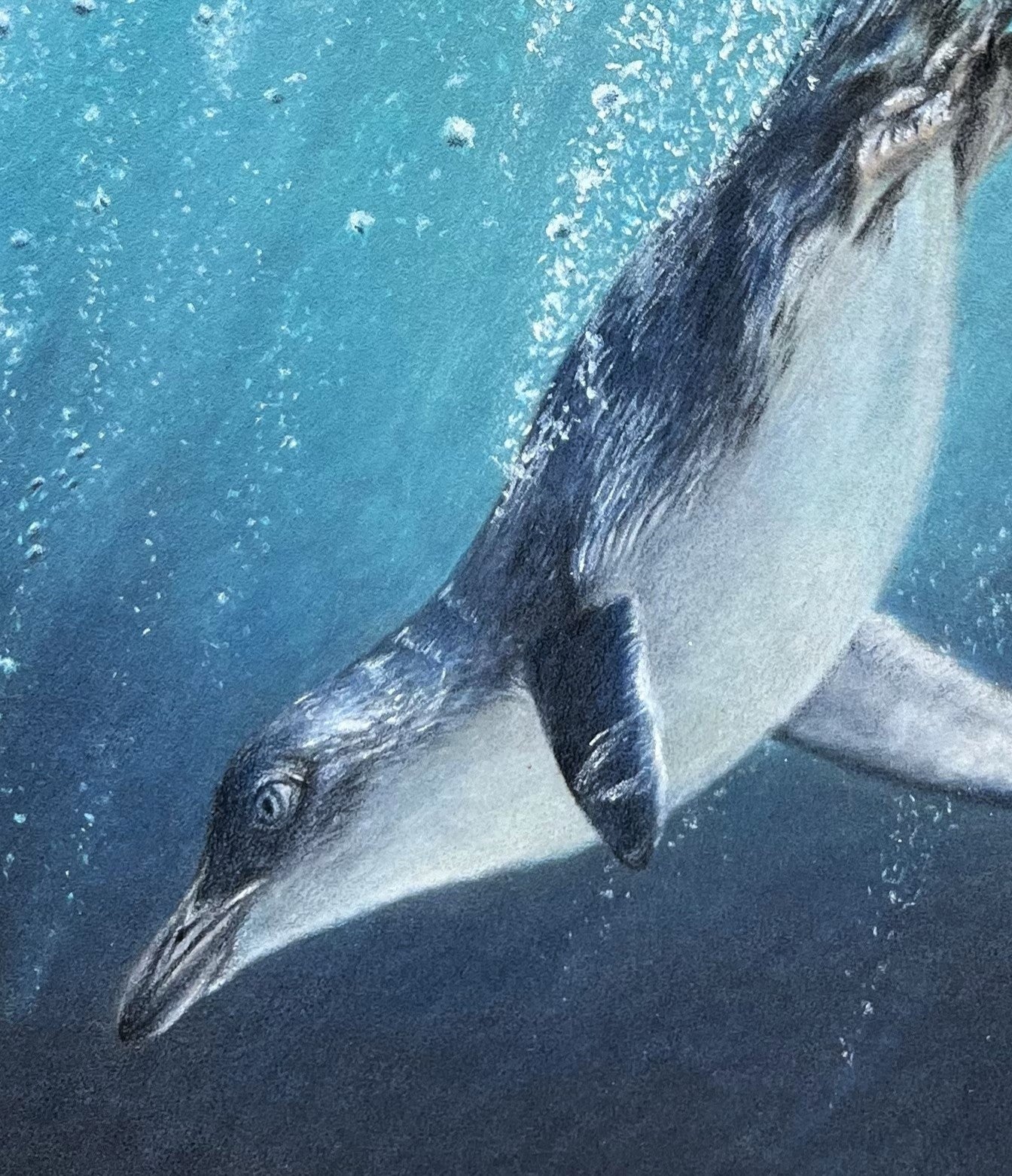 In Their Element (little penguins)